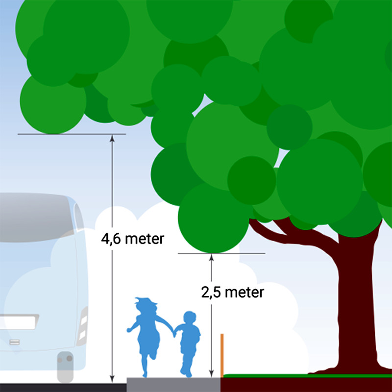 Illustration som visar mått för fri höjd från grenar över gång- och körbanor.