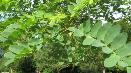 14 Robinia, Helsingborgs trädslinga (foto: John Moscoso)