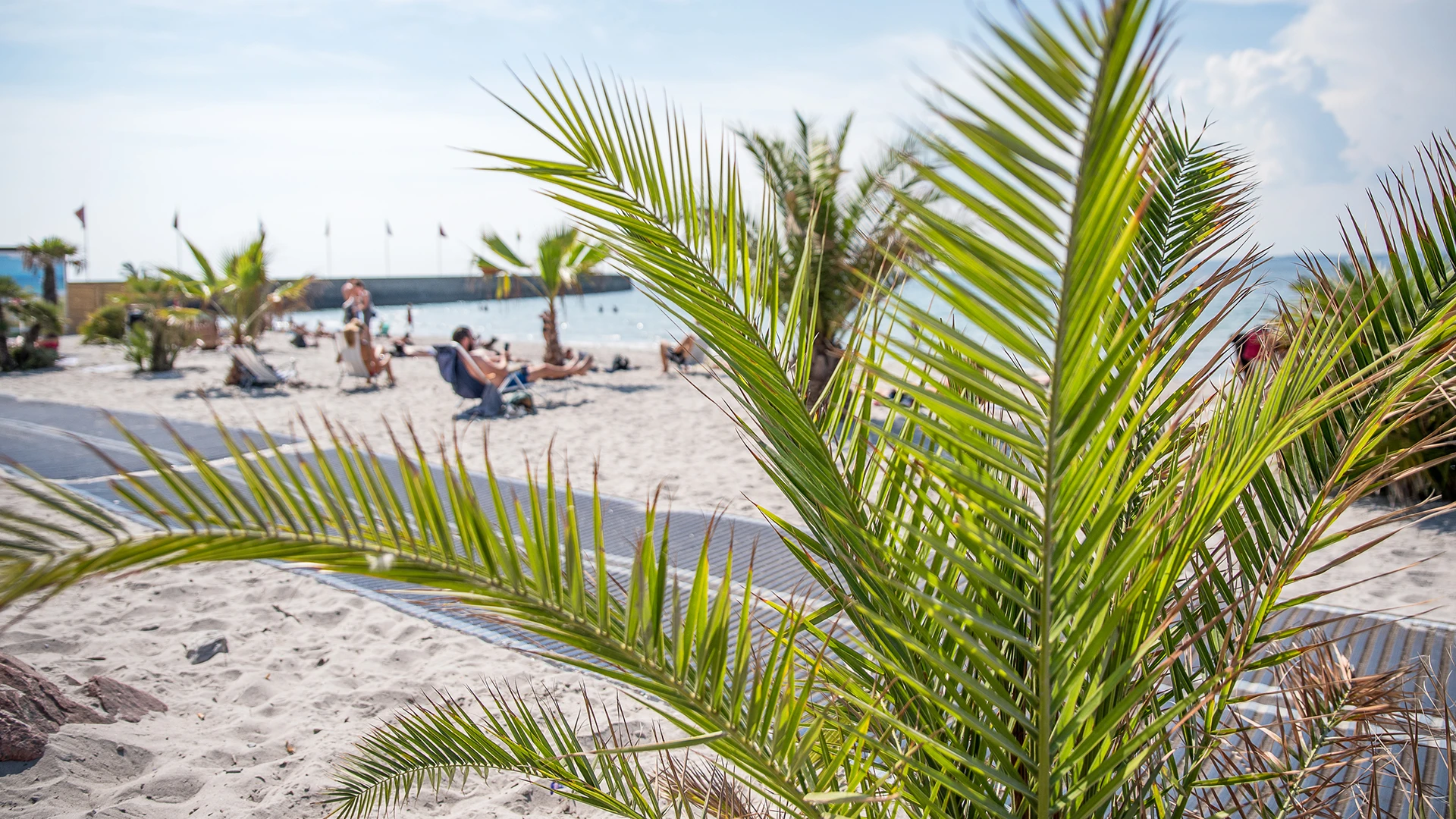 Palm i förgrunden mot solbadare på stranden vid Tropical beach