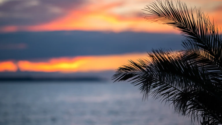 Del av palm i förgrunden mot solnedgång vid Tropical beach i Helsingborg