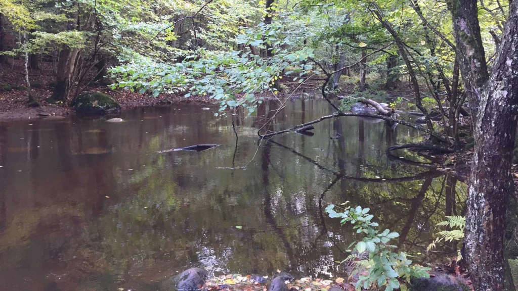 Söderåsens naturskola/Barnens paradis, vy mot bäcken