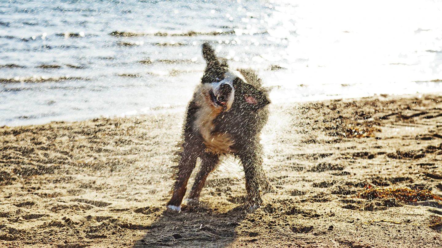 Badande hund vid vatten (foto: Anna Olsson)