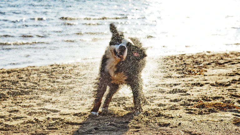 Badande hund vid vatten (foto: Anna Olsson)