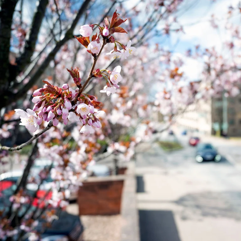 Körsbärsblommor i närbild.