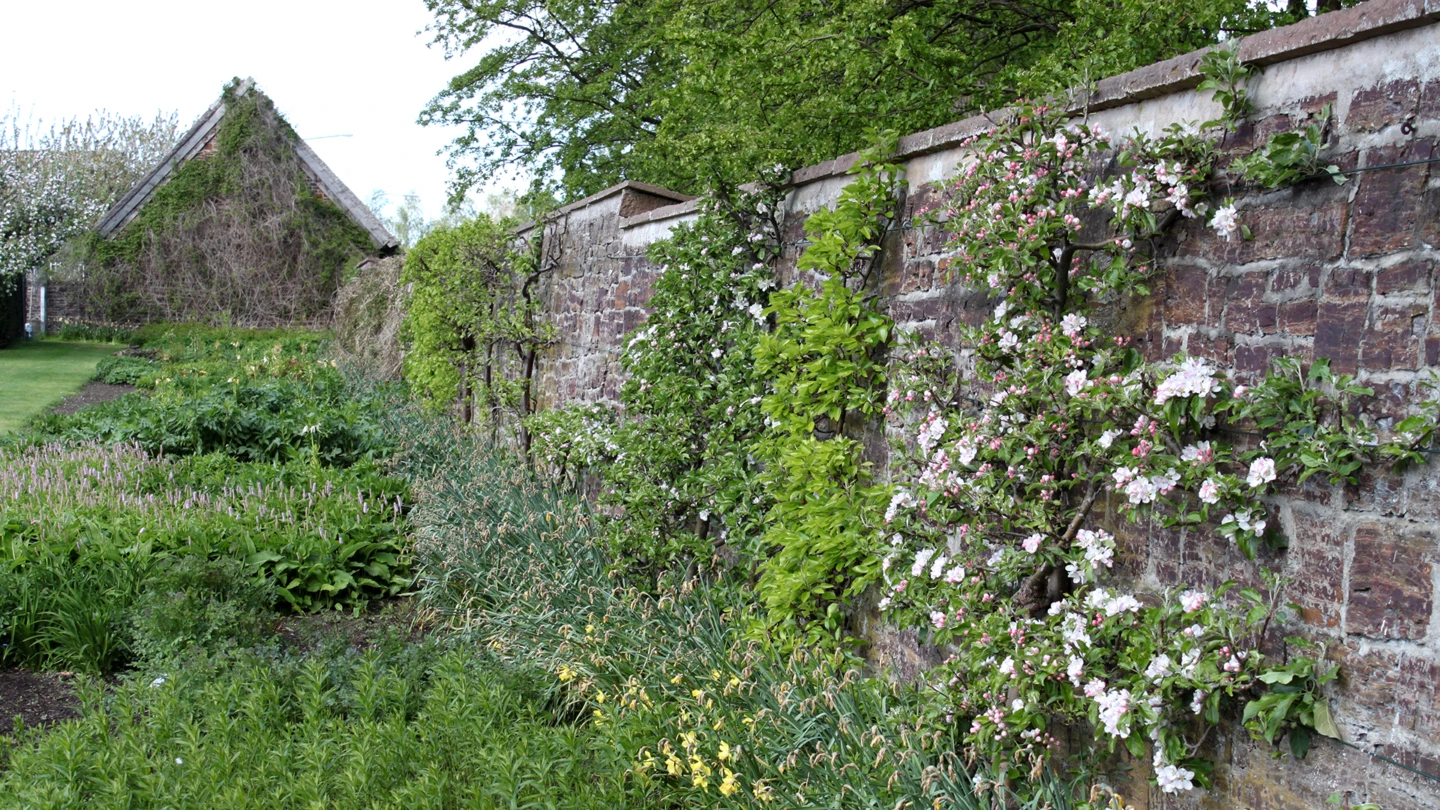 Gröna växter klänger på mur på Sofiero