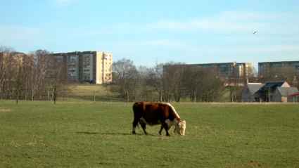 Ko på äng i Ättekulla naturreservat i Helsingborg.