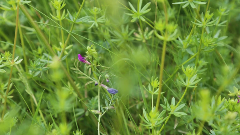 Växtlighet i Ättekulla naturreservat i Helsingborg.