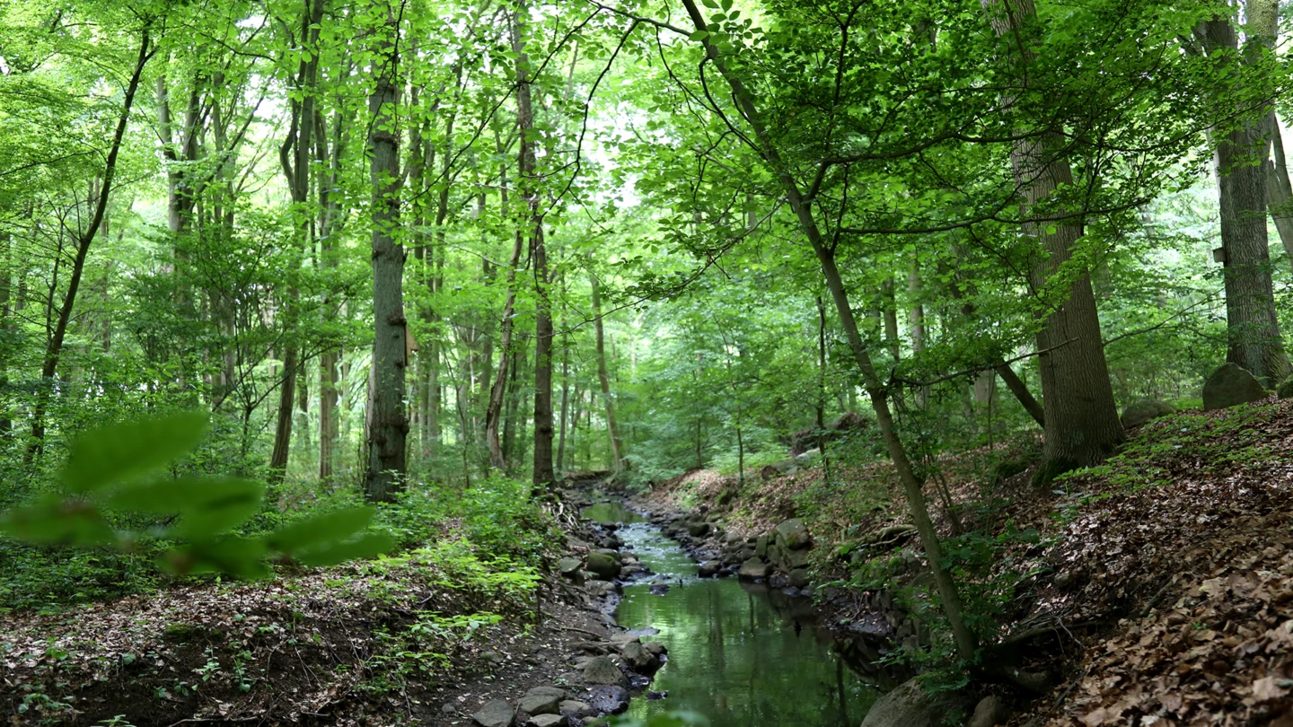 Väla bäck rinner genom Duvestubbe naturreservat i Helsingborg.