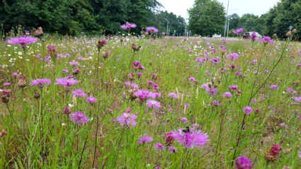 Blommor i Jordbodalen i Helsingborg.