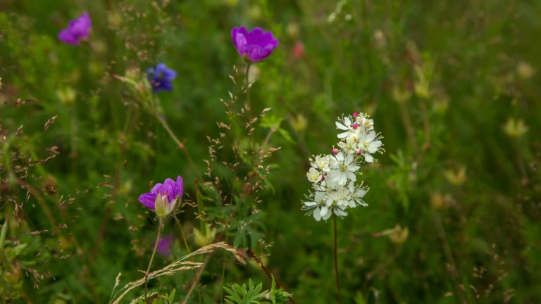 Brudbröd (Filipendula vulgaris) och blodnäva (Geranium sanguineum) på Örby ängar i Helsingborg.