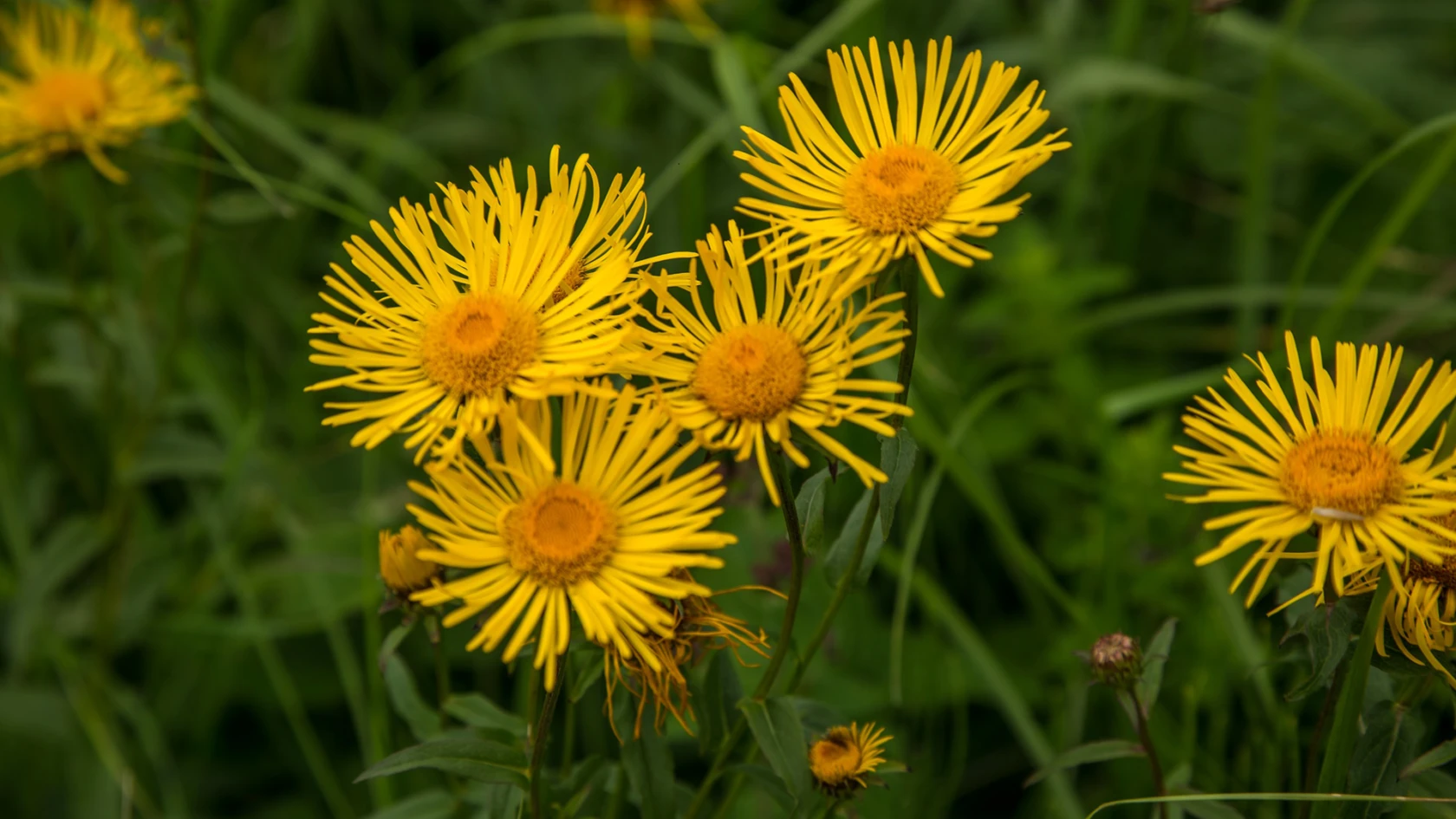 Krisslor (Inula salicina) på Örby ängar i Helsingborg.