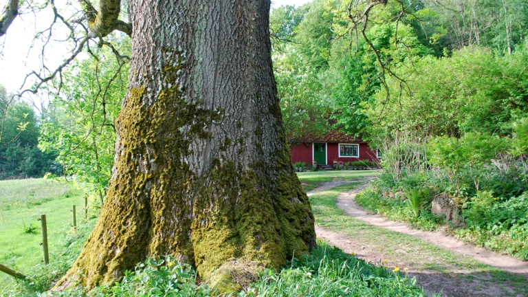 Träd och hus i naturreservatet Svedberga kulle i Helsingborg.