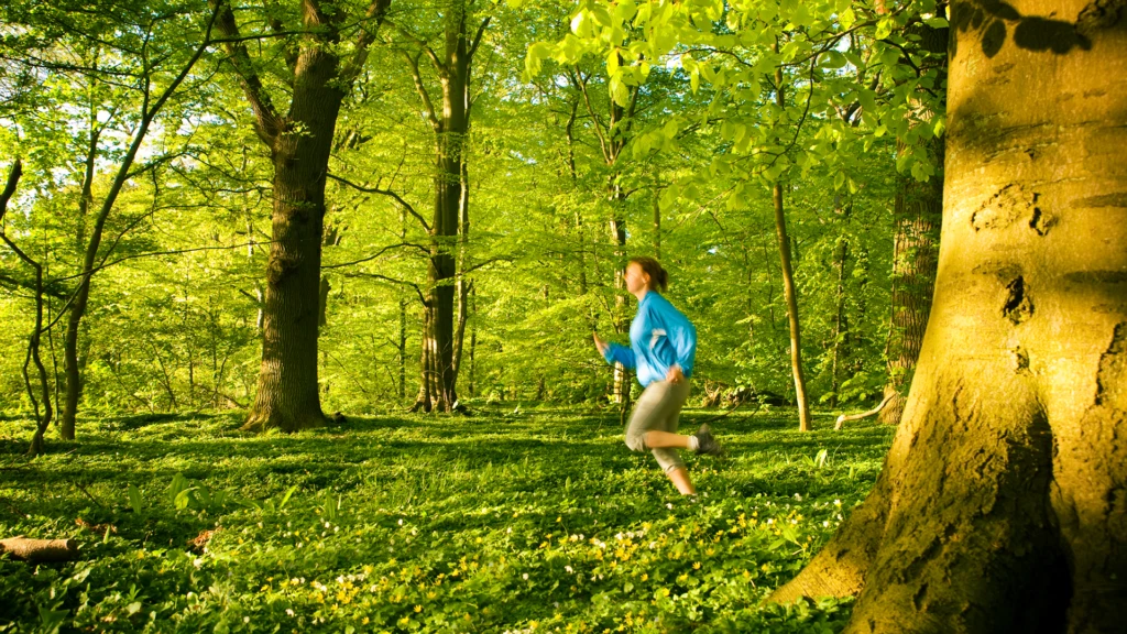 Motionär joggar i Pålsjö skog, där vitsipporna blommar. (foto: Anders Ebefeldt/studio-e)