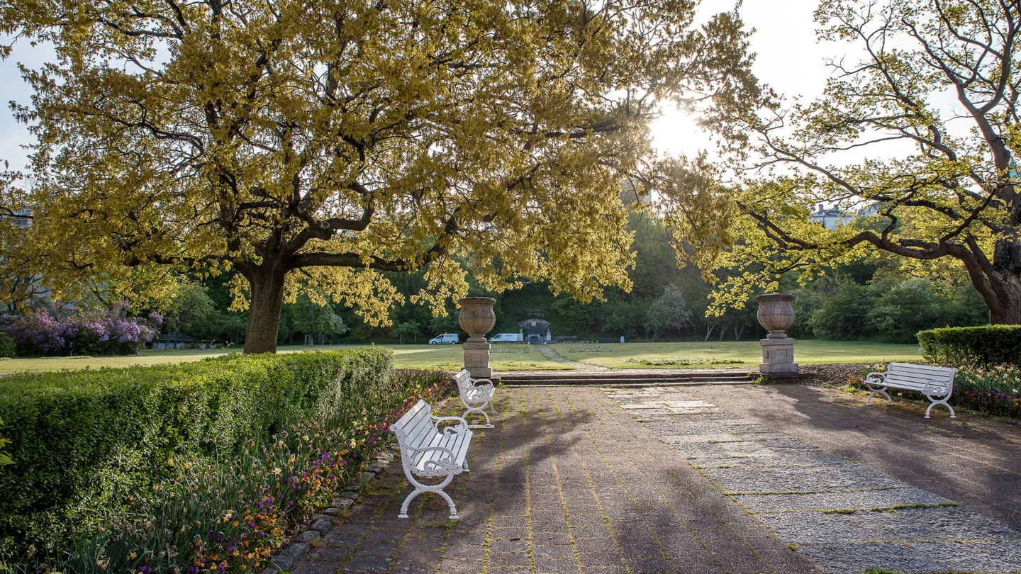 Bänk under träd i parken Margaretaplatsen