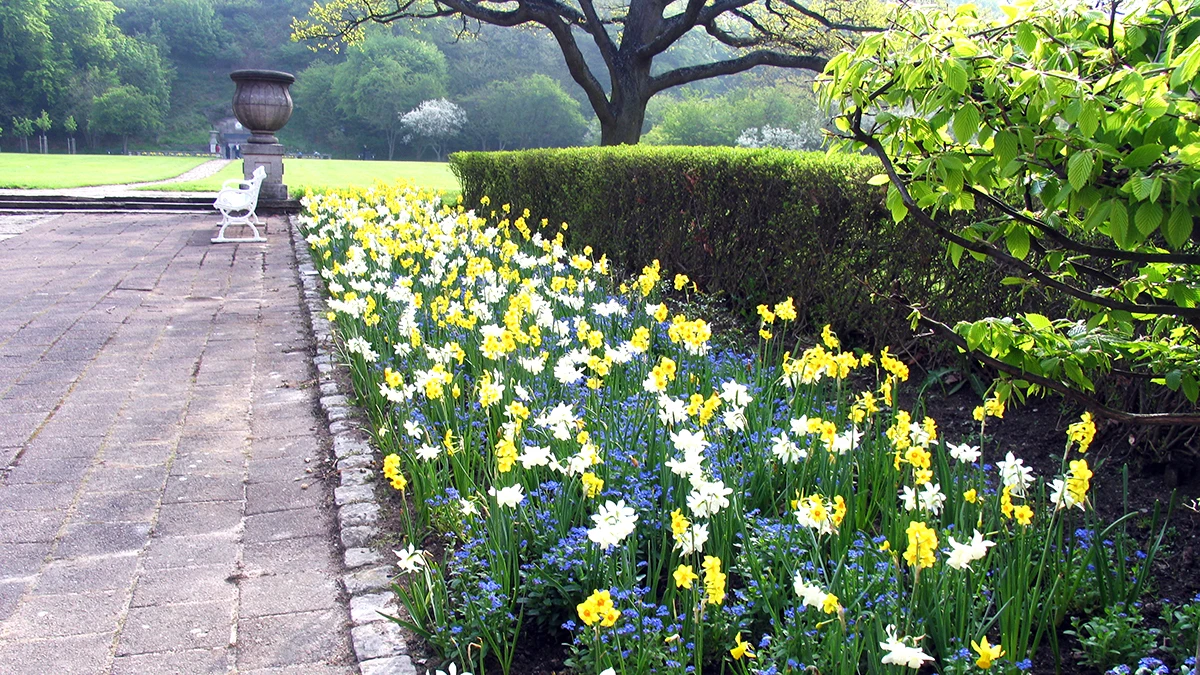 Vårblommor på Margaretaplatsen, park i Helsingborg. (foto: Annika Anderberg Boman)