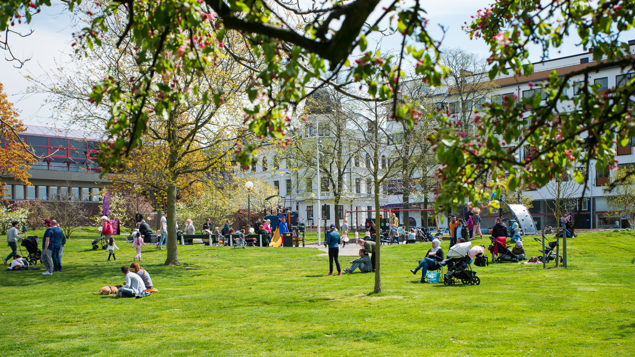 Många människor på gräsmattan i Stadsparken i Helsingborg. (foto: Lotta Wittinger)