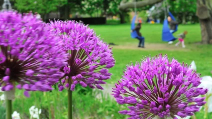 Hängstolar i träden i Stadsparken i Helsingborg. (foto: Måns Fornander)