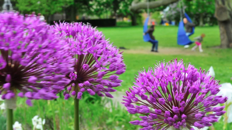 Hängstolar i träden i Stadsparken i Helsingborg. (foto: Måns Fornander)