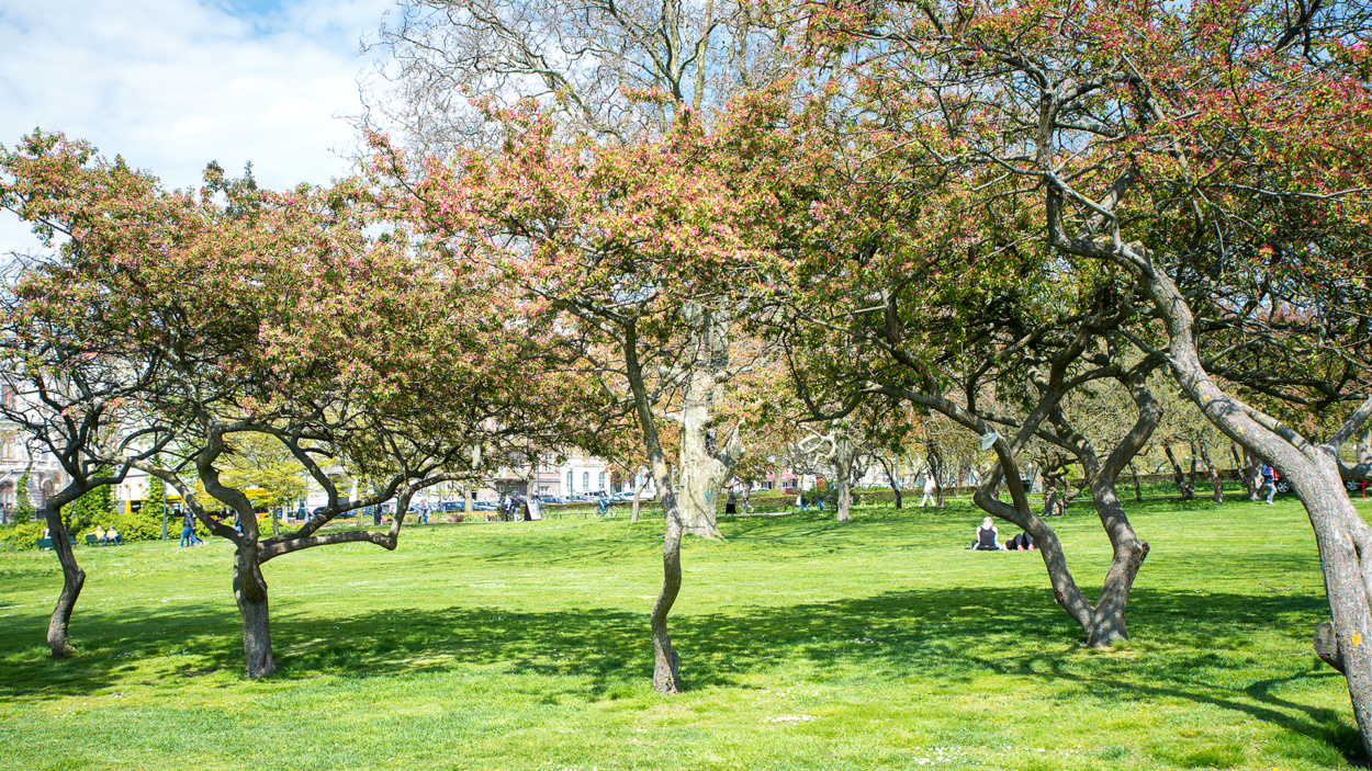 Träd i Stadsparken i Helsingborg (foto: Lotta Wittinger)