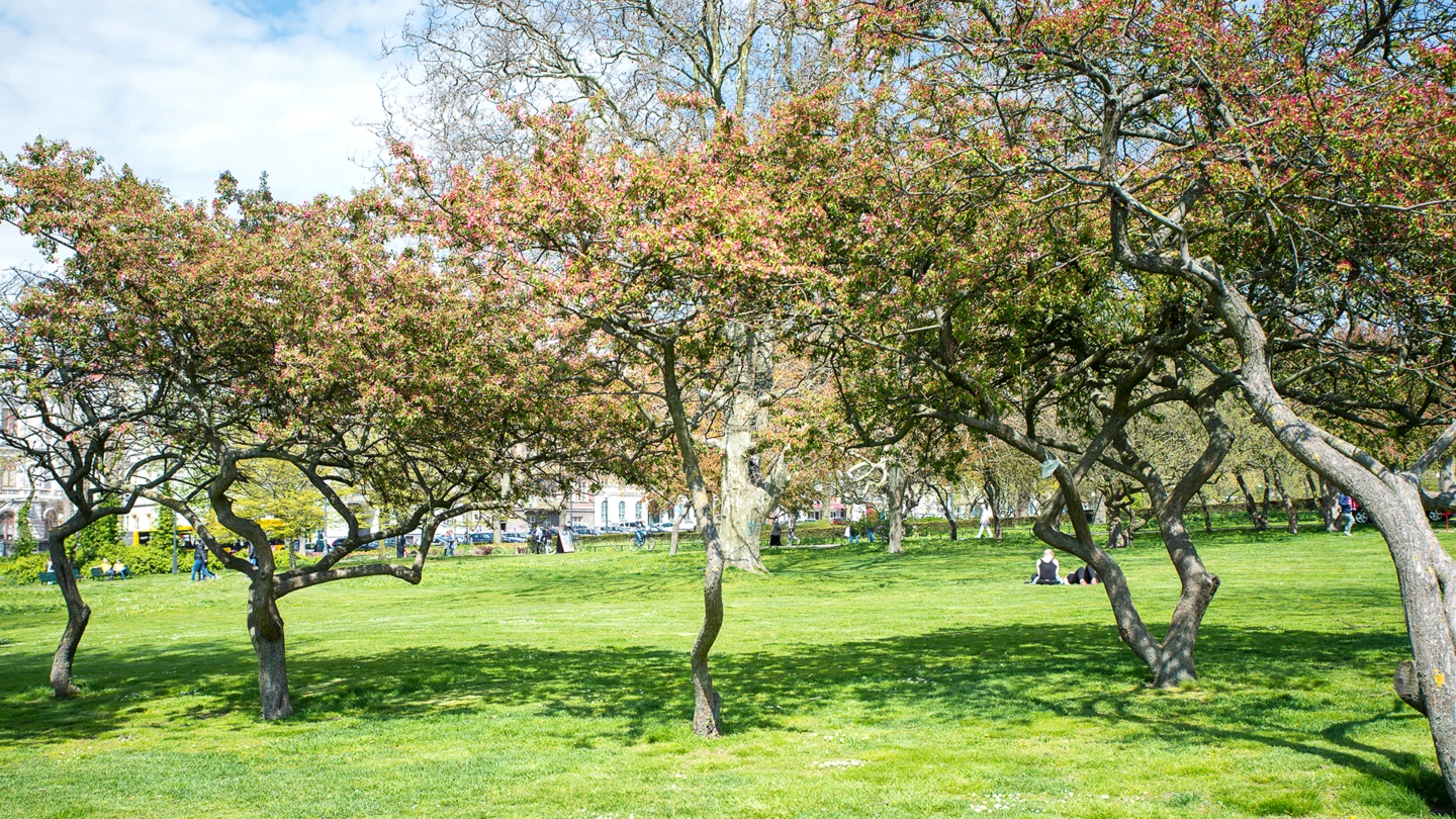 Träd i Stadsparken i Helsingborg (foto: Lotta Wittinger)