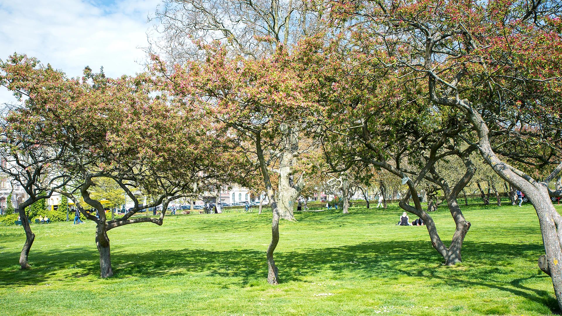 Träd i Stadsparken i Helsingborg (foto: Lotta Wittinger)