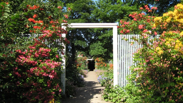 Blommande klätterväxter i Vikingsbergsparken i Helsingborg (foto: Vesna Vrabec)