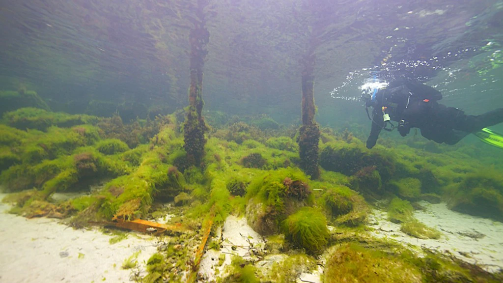 Dykare vid snorkelleden vid Råå vallar i Helsingborg.