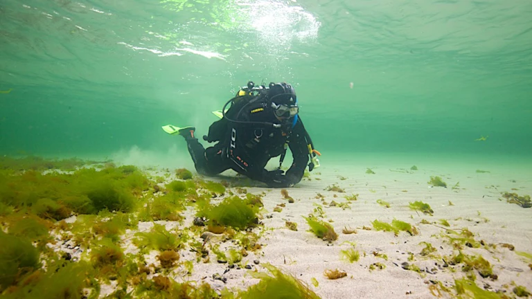 Dykare vid snorkelleden vid Råå vallar i Helsingborg.