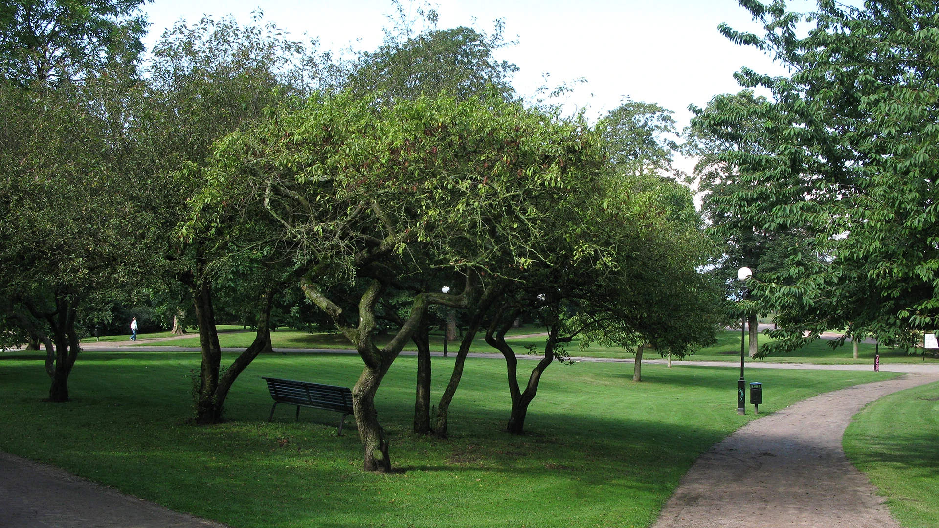 Träd i parkmiljö i Helsingborg. (foto: John Moscoso)