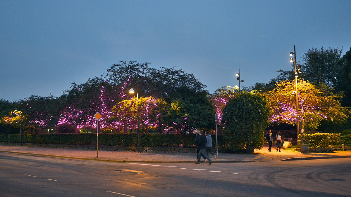 Tusentals rosa lampor lyser upp träden på Furutorpsplatsen under kvällar och nätter.