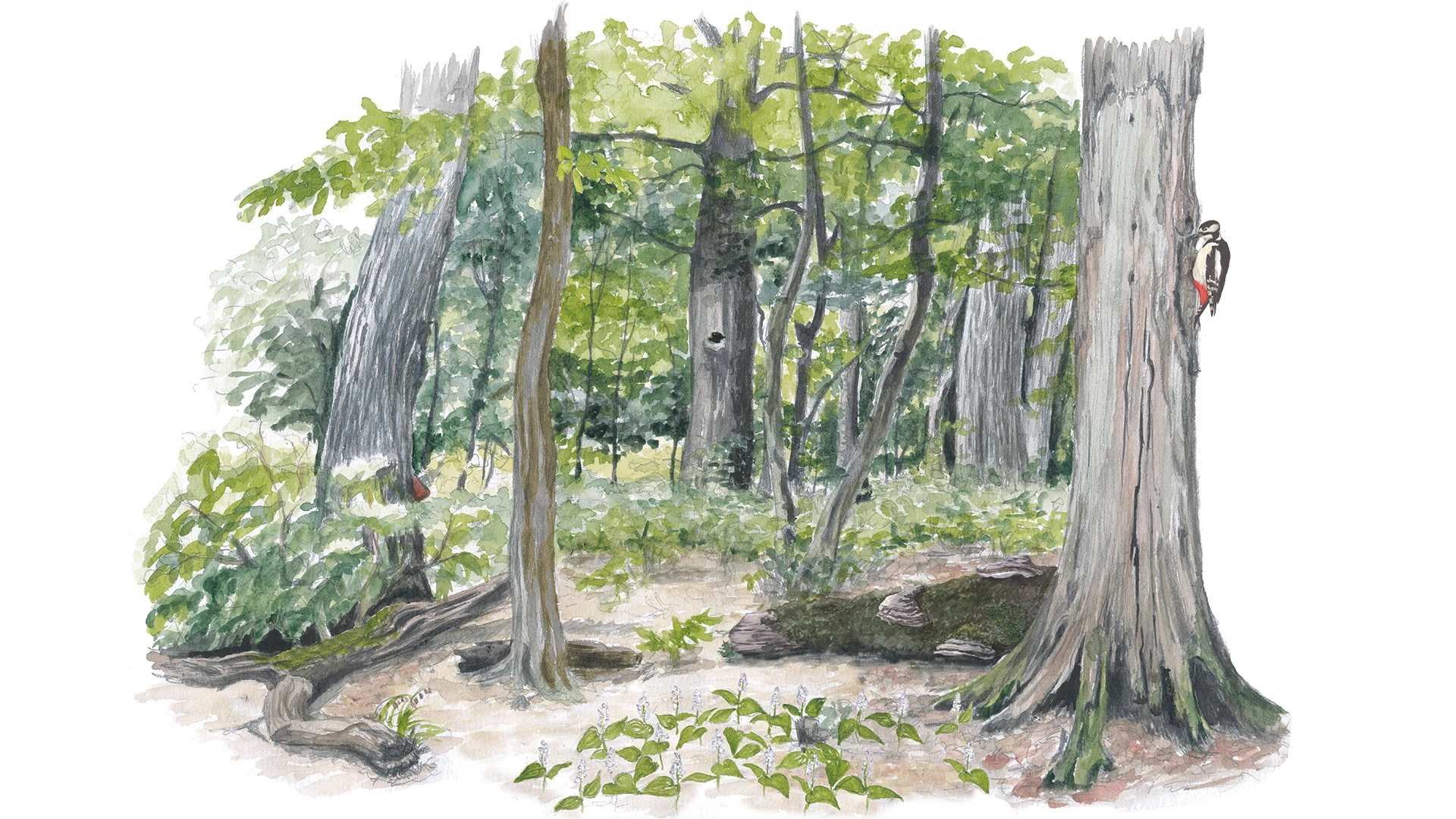 Gamla träd ger liv. Skog i Pålsjö naturreservat. Illustration.