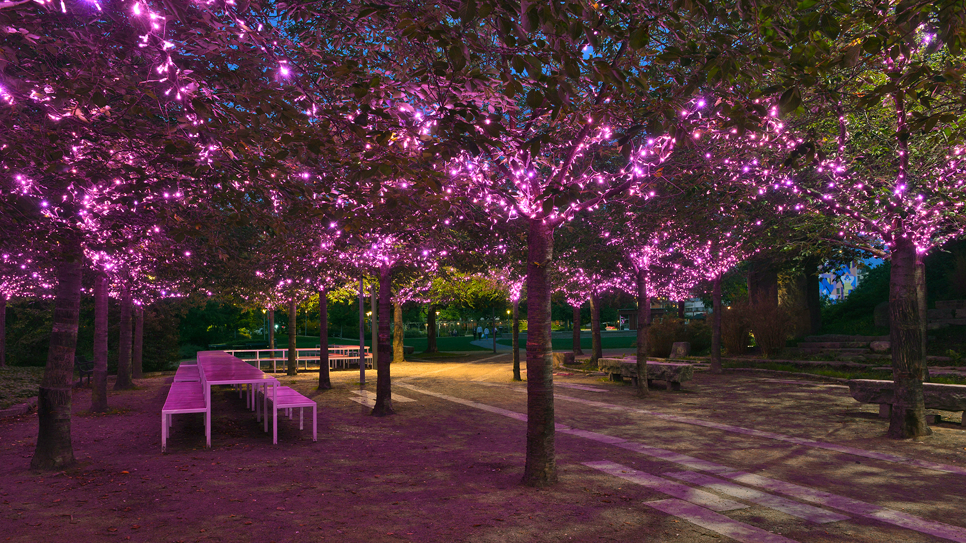 Rosa lampor lyser upp träd på Furutorpsplatsen.