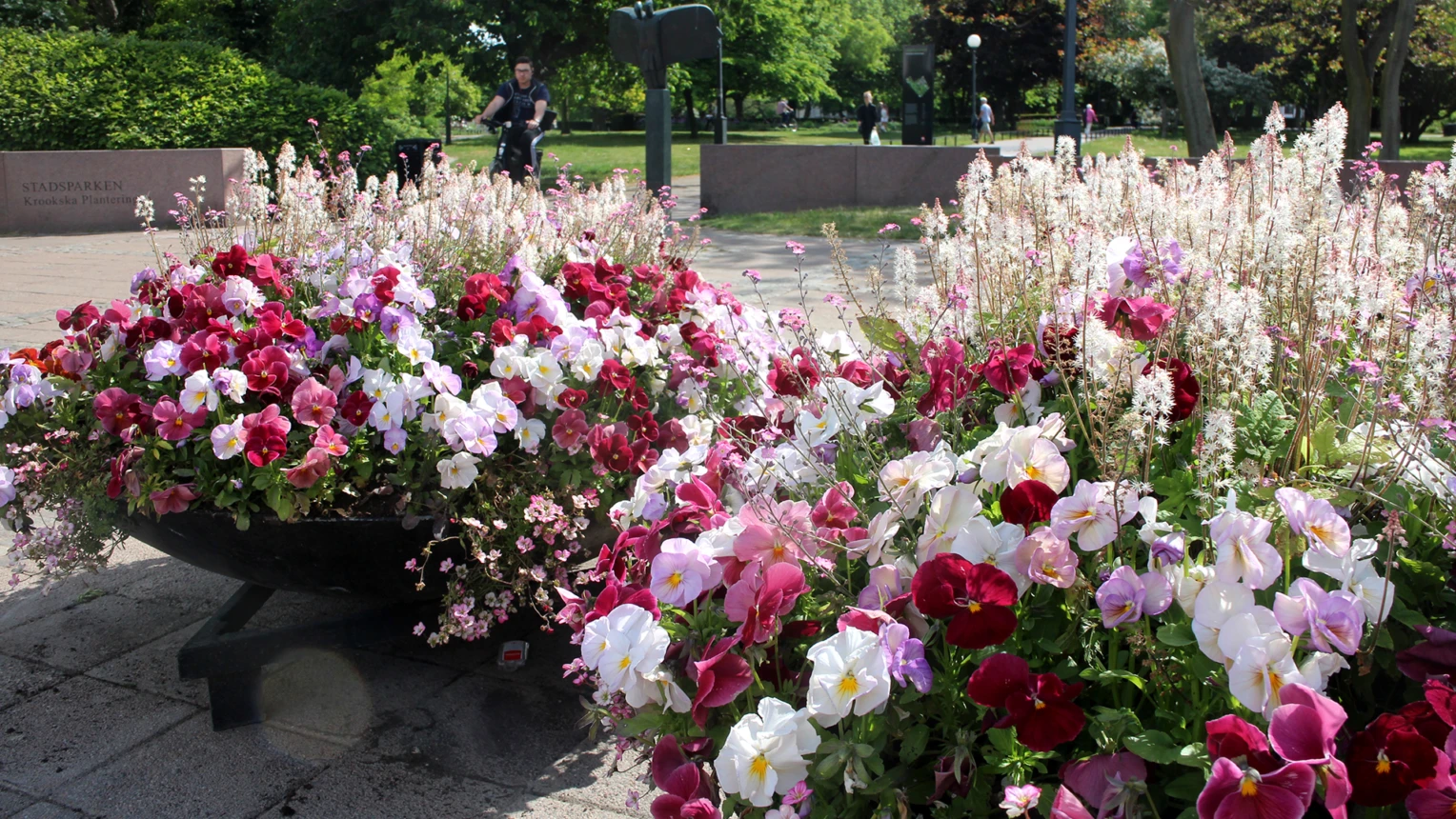 Sommarflor i fat i stadsparken i Helsingborg