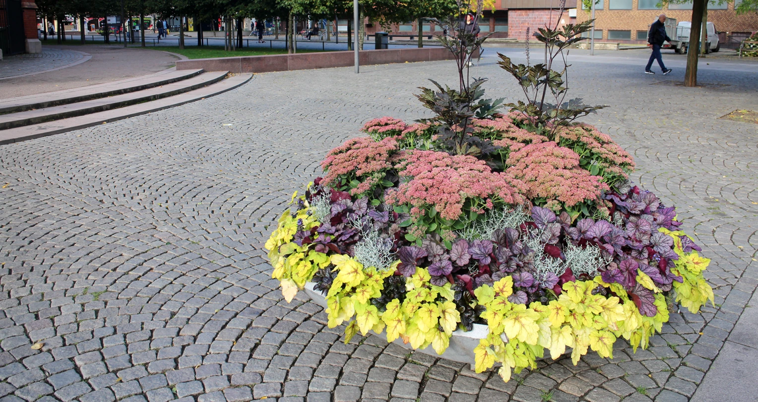 Höstflor i fat på GA Torg i Helsingborg