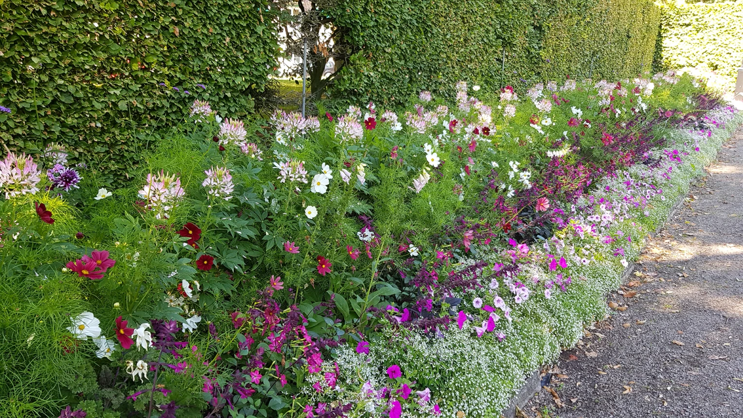 Blommande sommarrabatt i Helsingborg