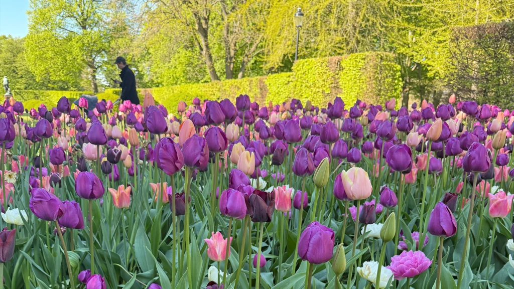 Rabatt med blommande tulpaner i lila och rosa
