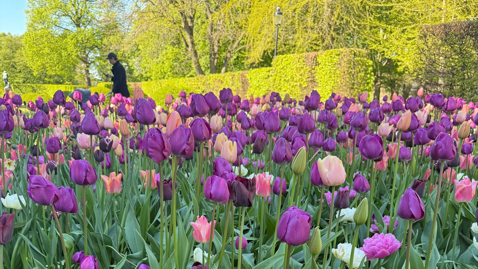 Rabatt med blommande tulpaner i lila och rosa