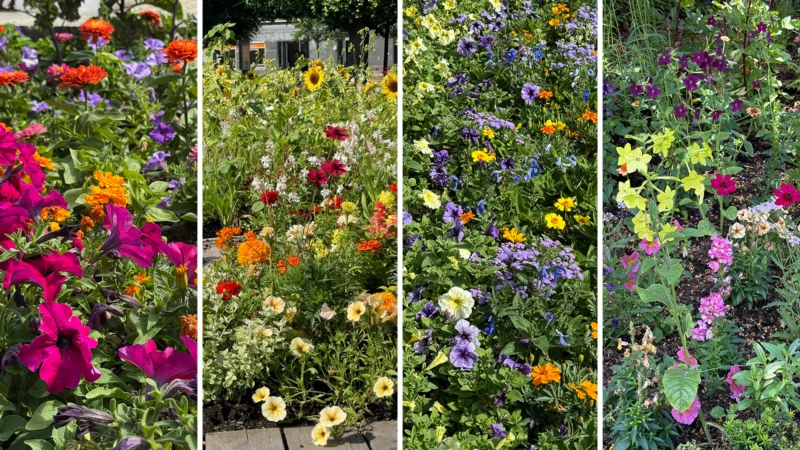 Collage med foton från Helsingborgs sommarrabatter.