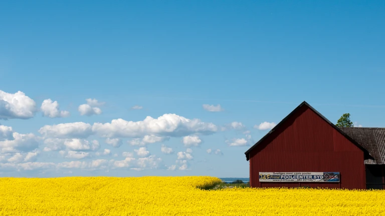 En gulblomstrande rapsäng