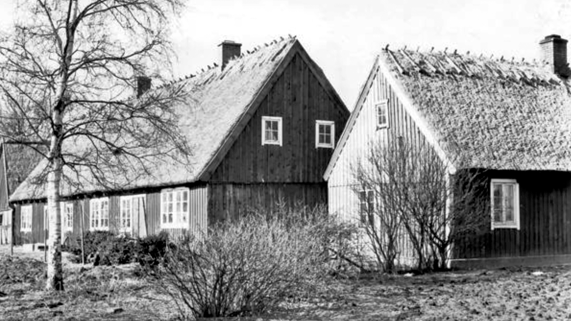 Jöns Jonsgården med nylagt halmtak. Foto 1950-talet.