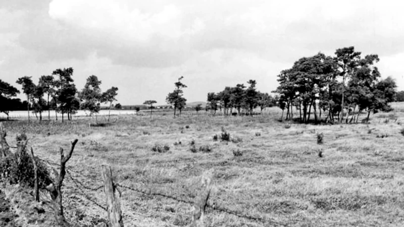 Kattarps mosse på 1950-talet. Skogen har inte hunnit växa till sig och i förgrunden syns staketet som hållit betesdjuren på plats.