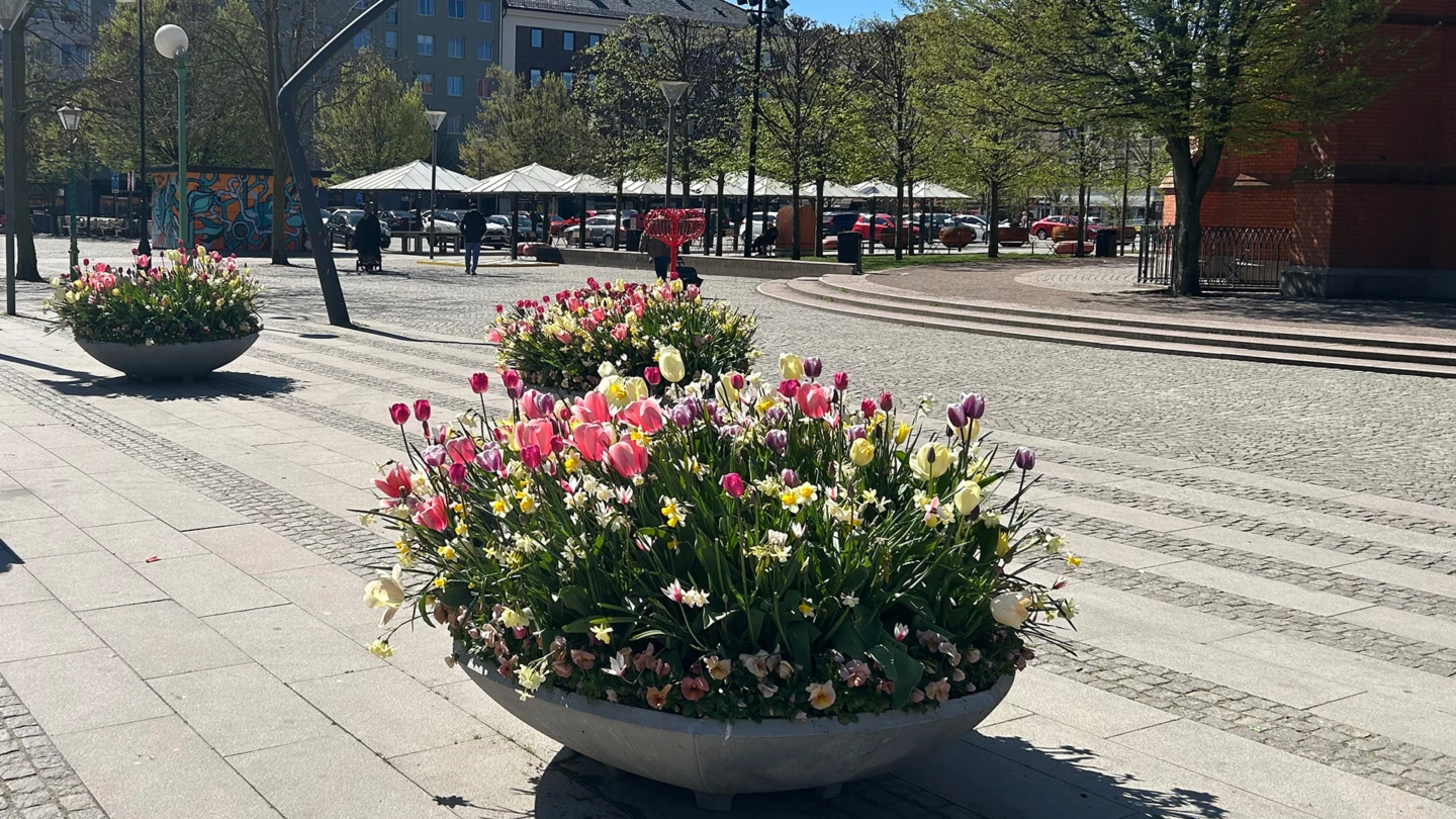 Del av Gustav Adolfs torg, me blommande fat i förgrunden