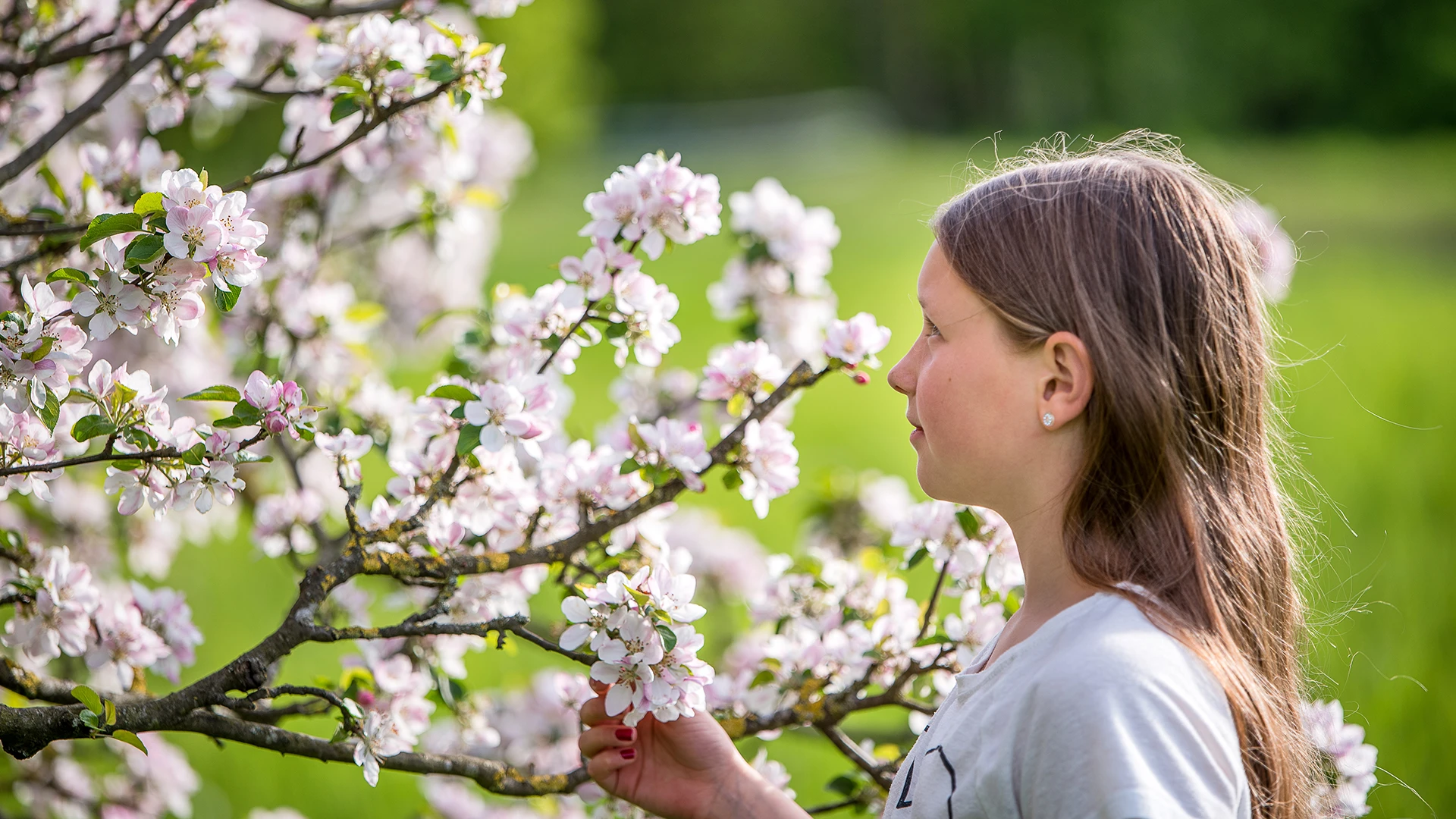 I Brohult och Dalhems grönområde finns gott om blommande träd och buskar.