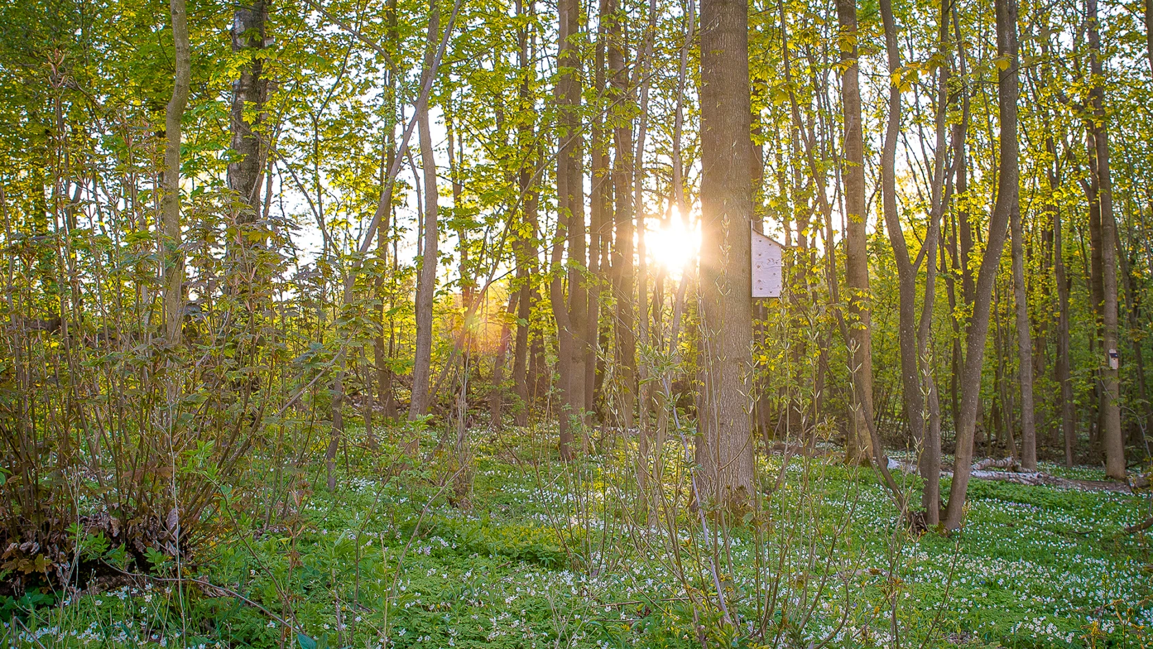 Träd och vitsippor i Pålsjö skog