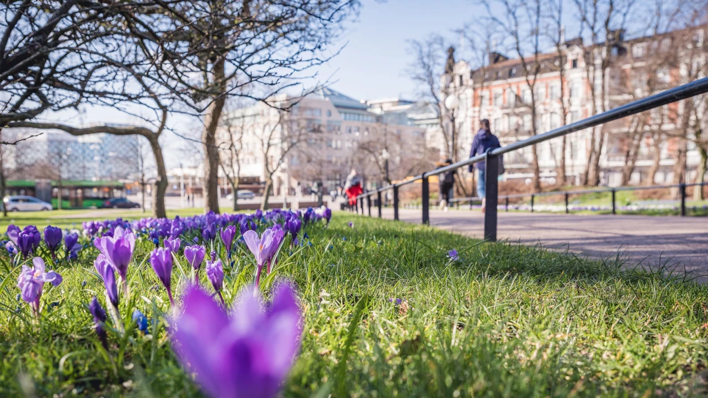 vårblommor i parken