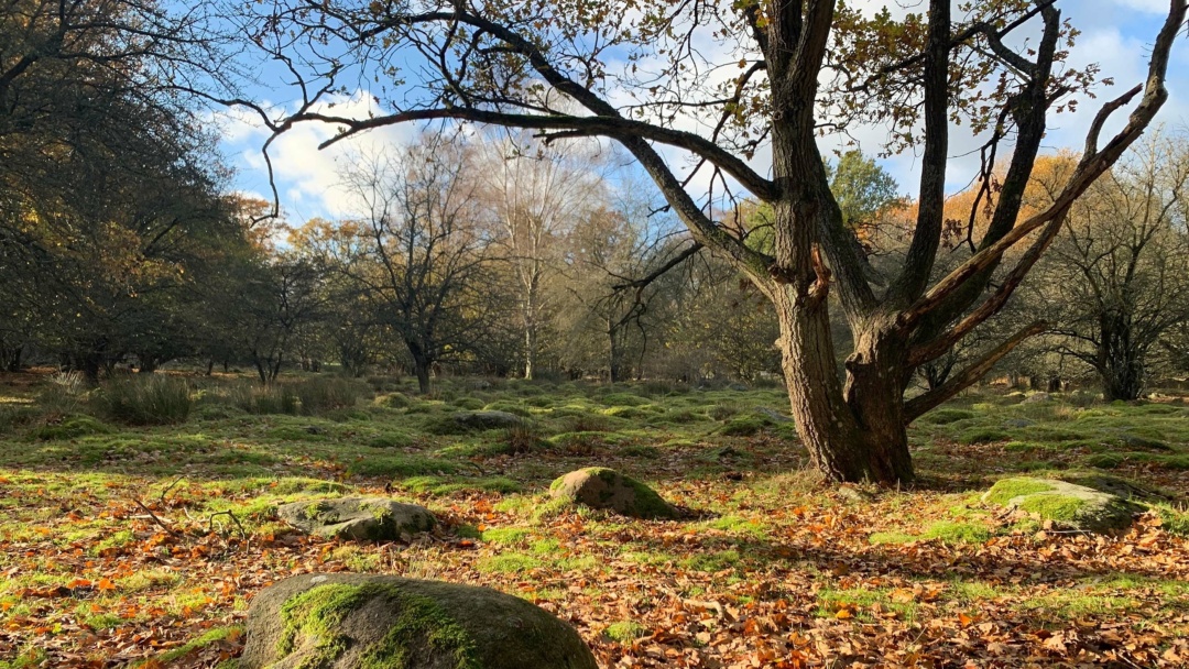 Natur i Björka fälad, som föreslås bli naturreservat