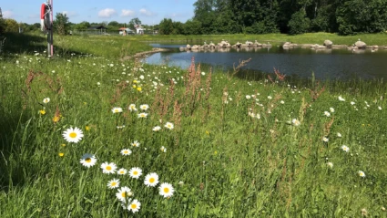 Prästkragar i äng, Filborna skogspark