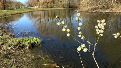 Blommande sälg, Filborna skogspark