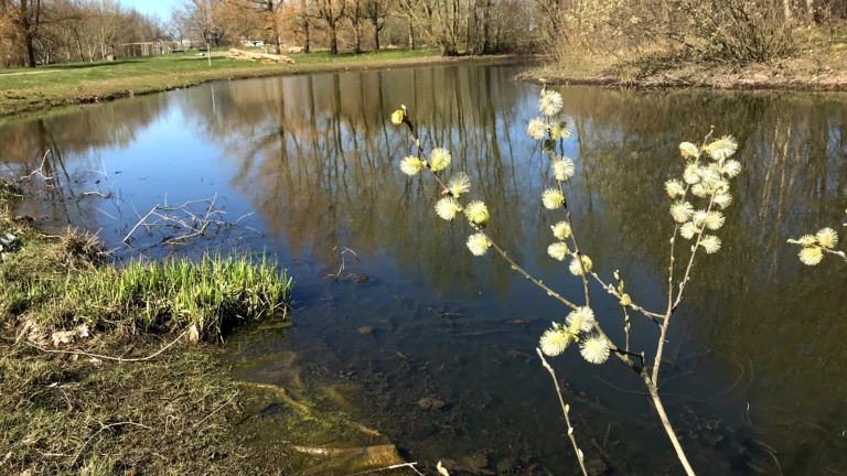 Blommande sälg, Filborna skogspark