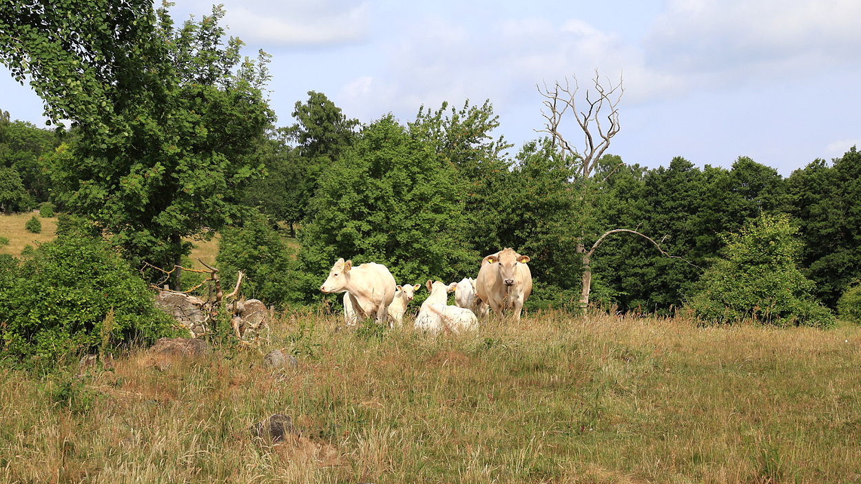 Kor på betesmark, Gluggstorp